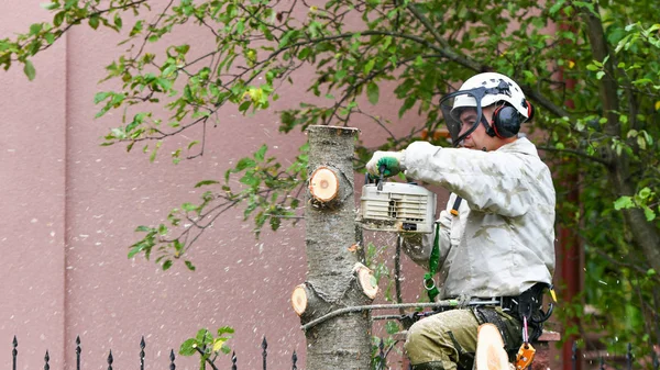 Escalador en un árbol. Escalador sobre fondo blanco. El hombre arborista corta ramas con una motosierra y la tira al suelo. Un trabajador con un casco trabaja a una altura en los árboles. El leñador trabaja con un — Foto de Stock