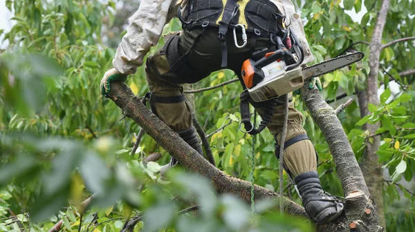 Climber on a tree. Climber on a white background. Arborist man cuts branches with a chainsaw and throws it to the ground. A worker with a helmet works at a height in the trees. Lumberjack works with a