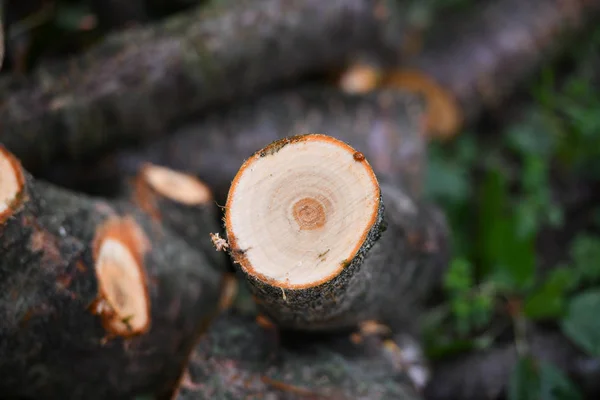 En stubbe från ett fällt träd. Närbild. Färskt timmerhus. Ekologisk skog. — Stockfoto