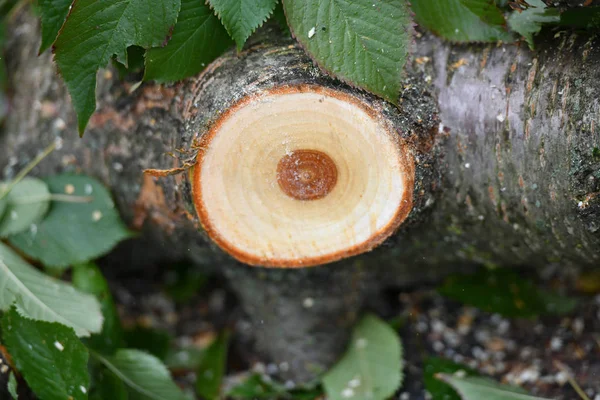 Um tronco de uma árvore derrubada. Close-up. Casa de madeira fresca. floresta ecológica . — Fotografia de Stock