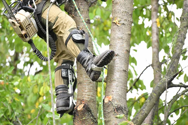 Climber on a tree. Climber on a white background. Arborist man cuts branches with a chainsaw and throws it to the ground. A worker with a helmet works at a height in the trees. Lumberjack works with a