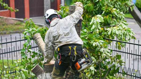 A worker with a helmet works at a height in the trees. Climber on a white background. Arborist man cuts branches with a chainsaw and throws it to the ground. Lumberjack works with a chainsaw.