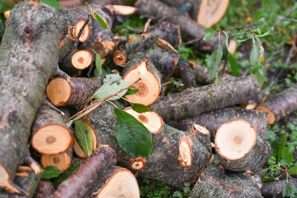 fresh logs. Close-up. Fresh firewood. eco forest. Fresh sawn logs and stump. Logging firewood. Fresh sawn logs and stump with rings of trees. Cut texture. Sticks, slivers and roots around