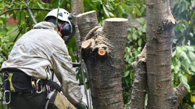 Oduncu elektrikli testere ile çalışıyor. Beyaz arka planda tırmanan. Elektrikli testereyle dalları keser ve yere atar. Oduncu elektrikli testere ile çalışıyor. Özel kıyafetlerle. Profesyonelce. 