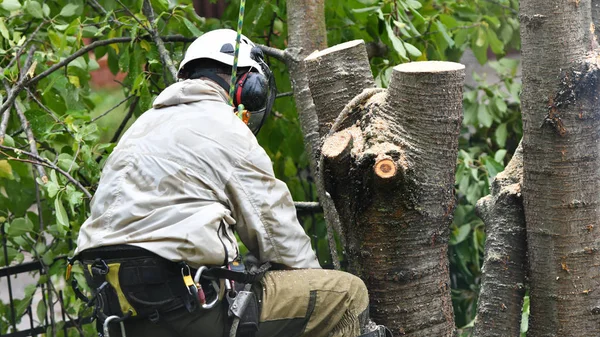 Un trabajador con un casco trabaja a una altura en los árboles. Escalador sobre fondo blanco. El hombre arborista corta ramas con una motosierra y la tira al suelo. El leñador trabaja con una motosierra . — Foto de Stock