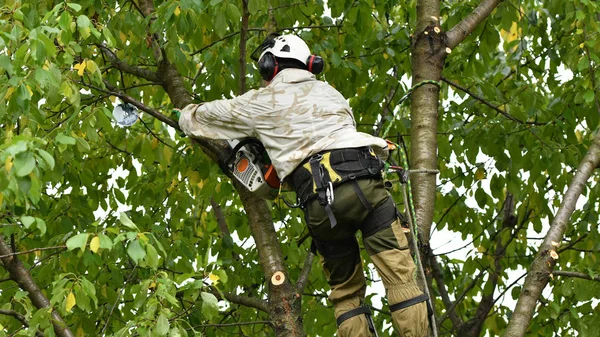 Dělník s helmou pracuje ve výšce mezi stromy. Horolezec na bílém pozadí. Arborista uřízne větve motorovou pilou a hodí ji na zem. Dřevorubec pracuje s motorovou pilou. — Stock fotografie