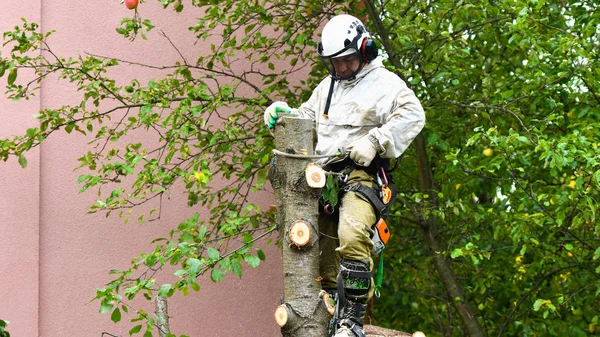 Un trabajador con un casco trabaja a una altura en los árboles. Escalador sobre fondo blanco. El hombre arborista corta ramas con una motosierra y la tira al suelo. El leñador trabaja con una motosierra . — Foto de Stock