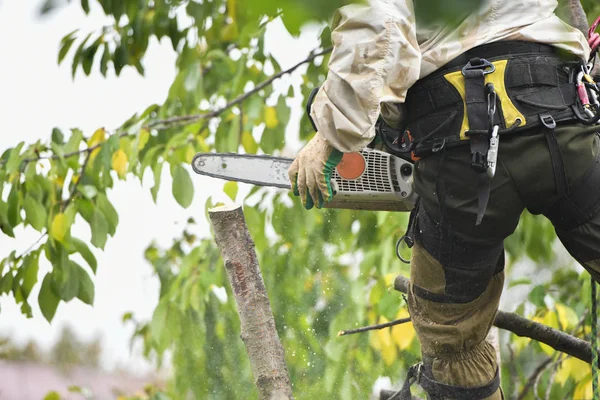 Un trabajador con un casco trabaja a una altura en los árboles. Escalador sobre fondo blanco. El hombre arborista corta ramas con una motosierra y la tira al suelo. El leñador trabaja con una motosierra . — Foto de Stock