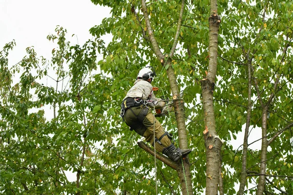 Escalador en un árbol. Escalador sobre fondo blanco. El hombre arborista corta ramas con una motosierra y la tira al suelo. Un trabajador con un casco trabaja a una altura en los árboles. El leñador trabaja con un — Foto de Stock