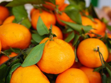 Yapraklı mandalinalar. Mandalina çiftliği. Yapraklı bir sürü mandalina. Yukarıdan görüntüle.