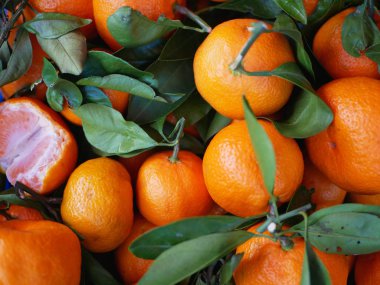 Yapraklı mandalinalar. Mandalina çiftliği. Yapraklı bir sürü mandalina. Yukarıdan görüntüle.