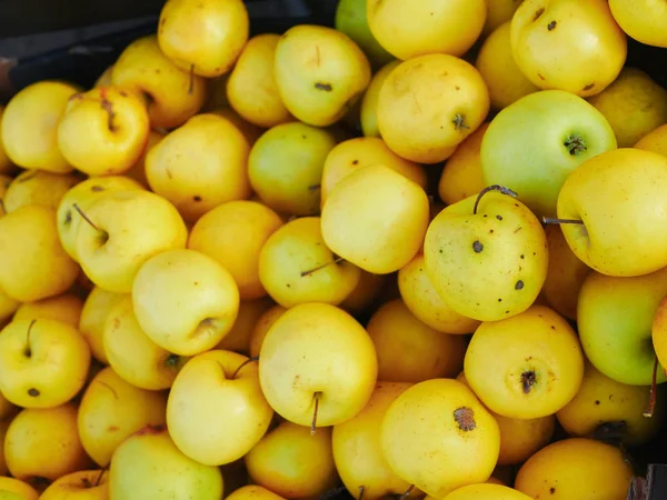 Yellow apples close-up. Farm for growing apples. Many apples. View from above. — Stock Photo, Image