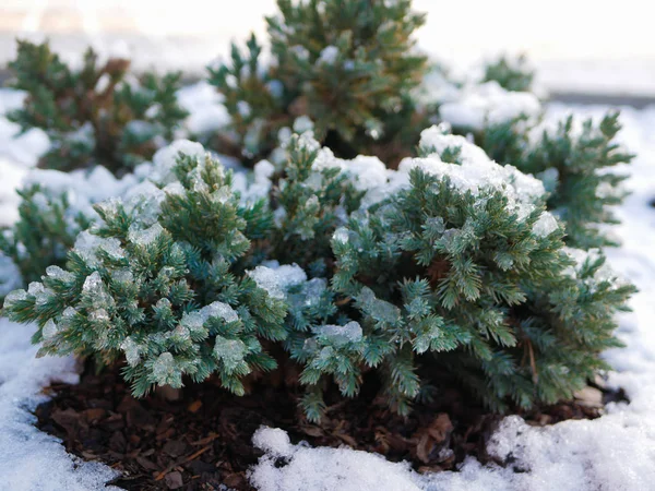 Kleine sparren plant in de sneeuw. Wintertijd. close-up — Stockfoto