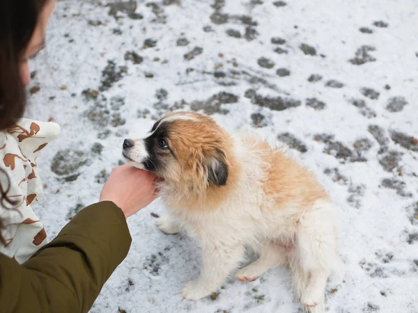 Мбаппе на зимнем фоне. любовь к бродячим собакам. Девочка гладит щенка — стоковое фото