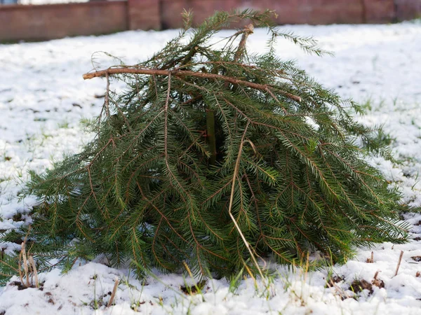 Rozen opwarmen voor de winter. sparren takken beschermen tegen plantendelen — Stockfoto