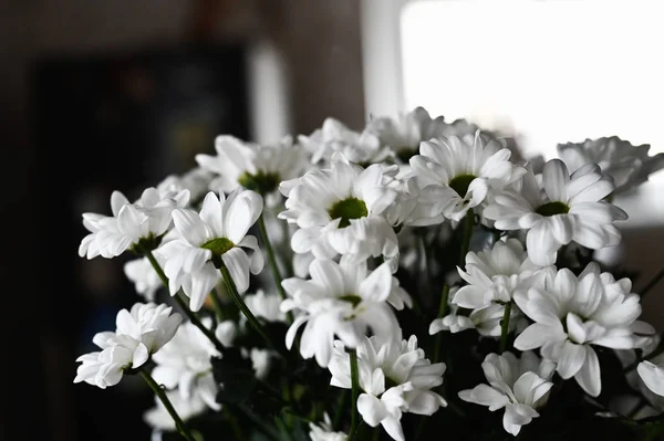 Kytice bílých sedmikrásek v paprscích světla. Detailní záběr na bílé květy. — Stock fotografie