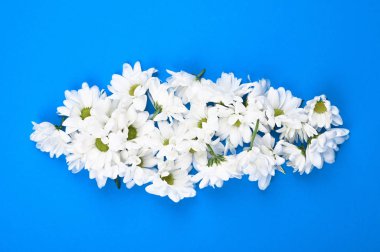 Mavi bir arka planda papatya mili. Mavi arka planda Daisy şapkaları. Doğal kozmetik. Doğal tıp kavramı. Düz yat. Papatya Bulutu.