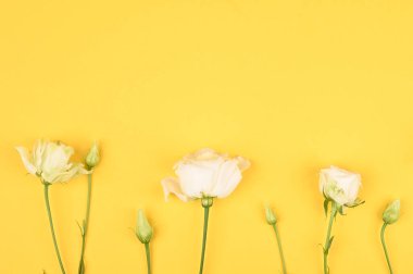 Sarı arka planda çiçekler. Metin veya logo için boş alanı kapat. Çiçek arkaplanı. Sarı üzerine beyaz güller