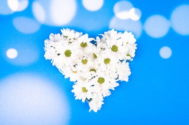 Mavi arka planda kalp şeklinde papatyalar. Yukarıdan bak. Doğal kozmetik. Kayıt için bir yer. Fotokopi alanı olan mavi bir arkaplanda kalp şekli oluşturmak: bahar zamanı konsepti - favori zaman.