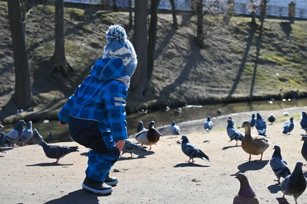 Dítě Hraje Ulici Holuby Dítě Holubi — Stock fotografie