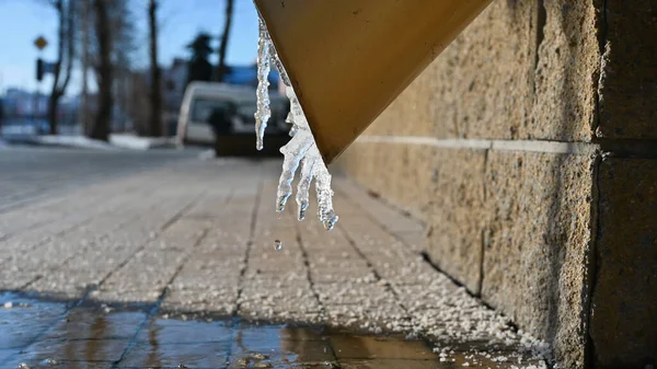 ice melts on a drainpipe. Flowing water in the gutter , melted snow from the roof at early spring