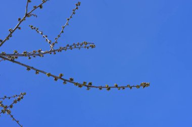 Mavi gökyüzünde ağaç dalları tomurcukları. Bir dalda İlk Bahar Tomurcukları.