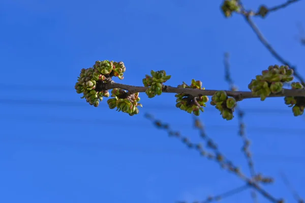 Пучки Гілок Дерев Синьому Небі Перша Весняна Бамбука Гілці — стокове фото