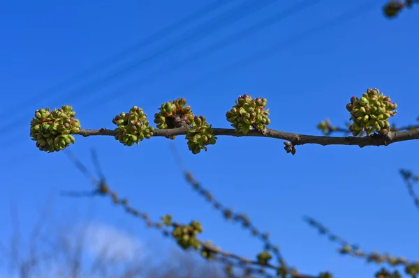 青い空に木の枝の芽 枝の最初の春の芽 — ストック写真