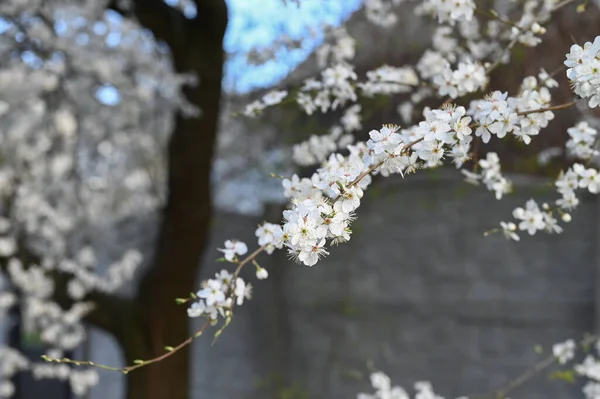 Beautiful Floral Nature Spring Abstract Background Branches Blossoming Cherry Greeting — Stock Photo, Image