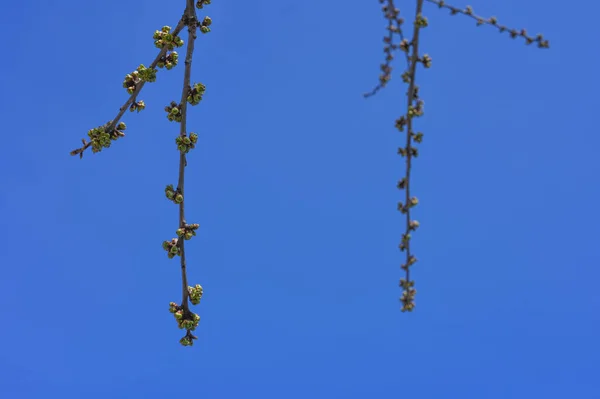 buds of tree branches on a blue sky. The First Spring Buds On A Branch.