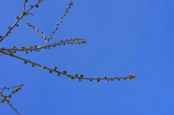 buds of tree branches on a blue sky. The First Spring Buds On A Branch.