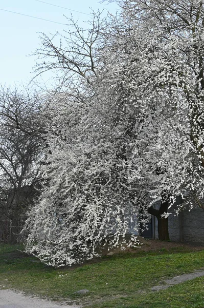Rozkvetly Jarní Pupeny Krásné Květinové Jaro Abstraktní Pozadí Přírody Větve — Stock fotografie
