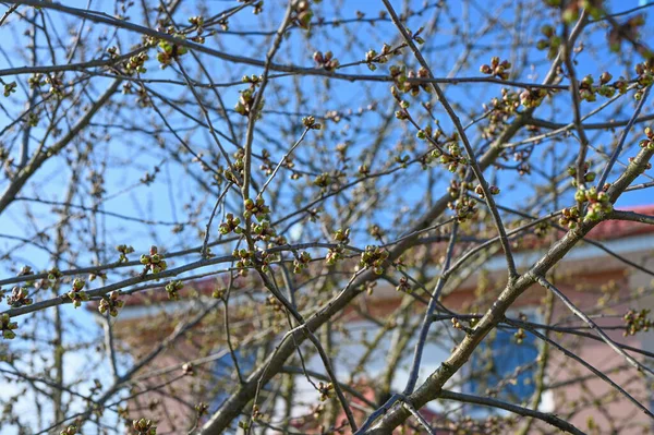 Kvetoucí Jarní Stromy Rozkvetly Jarní Pupeny Krásné Květinové Jaro Abstraktní — Stock fotografie