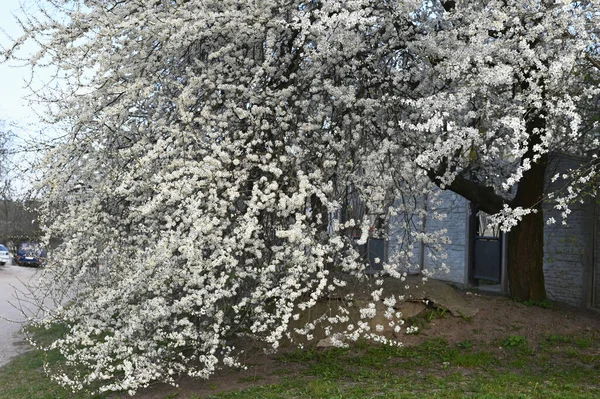 Branches Blossoming Cherry Greeting Cards Copy Space Onset Spring Blooming — Stock Photo, Image