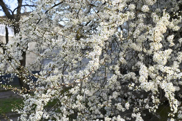 Rozkvetly Jarní Pupeny Krásné Květinové Jaro Abstraktní Pozadí Přírody Větve — Stock fotografie