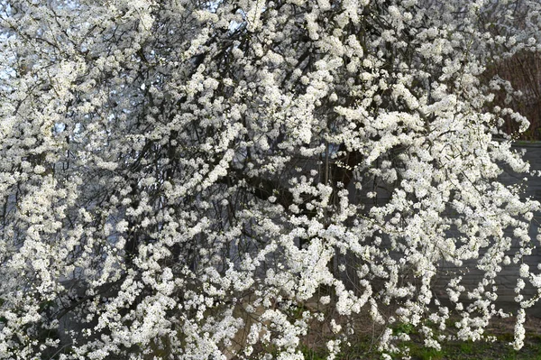 春の蕾が咲きました 自然の美しい花の春の抽象的な背景 優しい光の緑の背景に柔らかい焦点を当てた桜の花の枝 コピースペース付きグリーティングカード — ストック写真