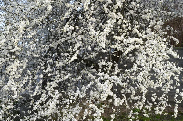 Spring Buds Bloomed Beautiful Floral Spring Abstract Background Nature Branches — Stock Photo, Image