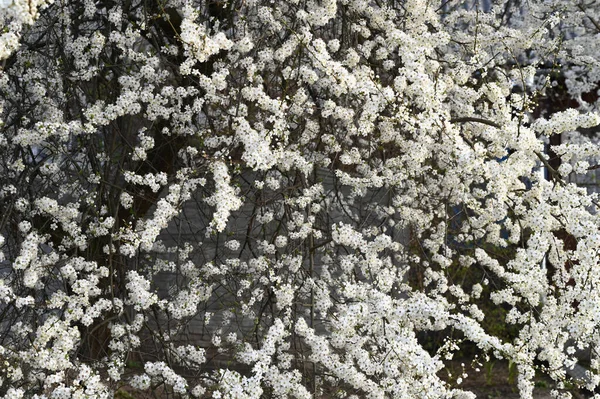 Vacker Blommig Natur Våren Abstrakt Bakgrund Filialer Blommande Körsbär Gratulationskort — Stockfoto