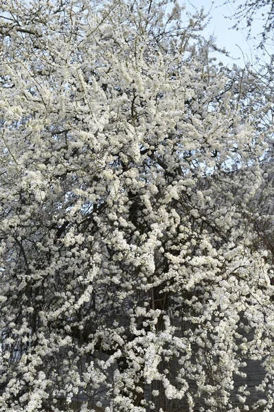 Gałęzie Kwitnącej Wiśni Kartki Okolicznościowe Przestrzenią Kopiowania Początek Wiosny Kwitnące — Zdjęcie stockowe