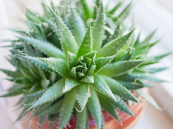 Les Succulents Verts Plantent Gros Plan Cactus Vert — Photo