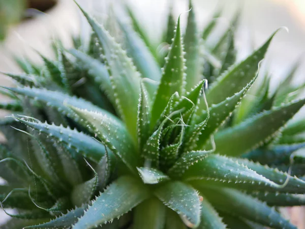 Les Succulents Verts Plantent Gros Plan Cactus Vert — Photo