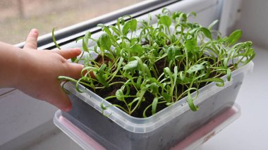 Çocuk elleri bir bitkinin genç filizlerine dokunur..