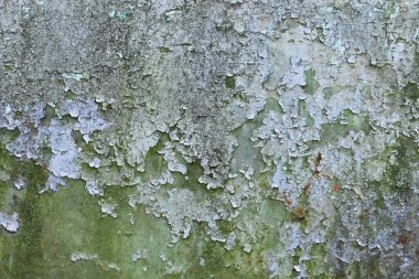 yeşil renkli eski turuncu metal duvar.