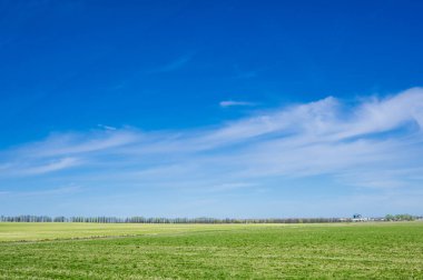 Mavi gökyüzüne karşı yeşil alan.
