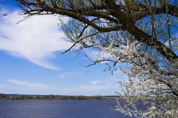 Lansekap Pohon Terhadap Langit Biru — Stok Foto