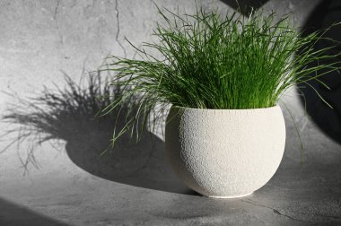 Gölgeli otlar. Sabah güneşi ve çimenler