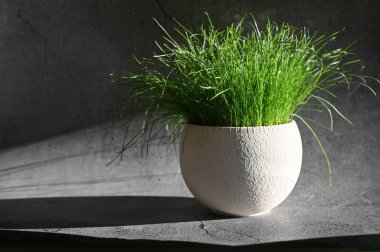 Gölgeli otlar. Sabah güneşi ve çimenler