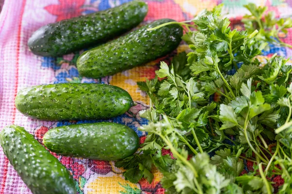 Frisch Eingelegte Gurken Mit Petersilie Liegen Auf Dem Stoff — Stockfoto