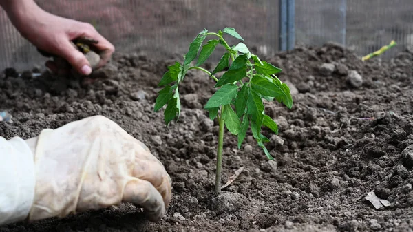 Plantando Mudas Tomate Jovens Close — Fotografia de Stock