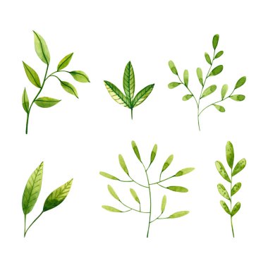 Suluboya yeşil dallar ve yapraklar. El çizimi illüstrasyon 